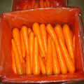 2016 свежей моркови Шаньдун с самым низким ценой
